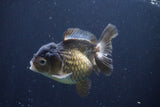 Short Body Thai Oranda  Bronze 4 Inch (ID#1008To14a-45) Free2Day SHIPPING