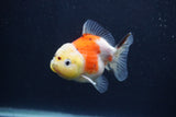 Yuan Bao Oranda  Calico 3.5 Inch (ID#1227Yb10b-64) Free2Day SHIPPING