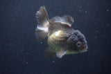 Short Body Thai Oranda  Bronze 4 Inch (ID#1008To14a-45) Free2Day SHIPPING