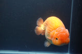 Jumbo Ranchu Red White 5.5 Inch (ID#1004To10a-109)