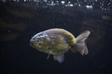 Ranchu  Green 3.5 Inch (ID#311R8c-55) Free2Day SHIPPING