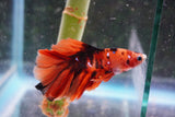 Nemo Galaxy  Koi Halfmoon Male Betta (ID#801-M110) Free2Day SHIPPING