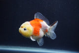 Yuan Bao Oranda  Calico 3.5 Inch (ID#1227Yb10b-64) Free2Day SHIPPING