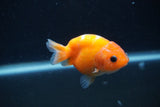 Baby Ranchu  Sakura 3 Inch (ID#1231R9c-24) Free2Day SHIPPING