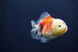 Yuan Bao Oranda  Calico 3.5 Inch (ID#1227Yb10b-64) Free2Day SHIPPING