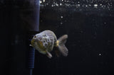 Ranchu  Green 3.5 Inch (ID#311R8c-55) Free2Day SHIPPING