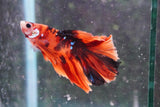 Nemo Galaxy  Koi Halfmoon Male Betta (ID#801-M110) Free2Day SHIPPING