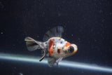 Butterfly  Calico 3.5 Inch (ID#1220B8b-39) Free2Day SHIPPING