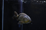 Ranchu  Green 3.5 Inch (ID#311R8c-55) Free2Day SHIPPING