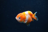 Baby Ranchu  Sakura 2.5 Inch (ID#1231R9c-25) Free2Day SHIPPING