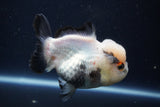 Short Body Thai Oranda  Panda 4.5 Inch (ID#1004To14a-47) Free2Day SHIPPING