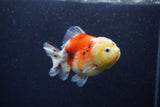 Yuan Bao Oranda  Calico 3.5 Inch (ID#1227Yb10b-64) Free2Day SHIPPING