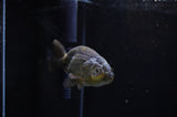Ranchu  Green 3.5 Inch (ID#311R8c-55) Free2Day SHIPPING
