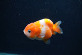 Baby Ranchu  Sakura 2.5 Inch (ID#1231R9c-25) Free2Day SHIPPING