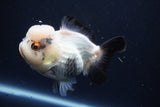 Short Body Thai Oranda  Panda 4.5 Inch (ID#1004To14a-47) Free2Day SHIPPING