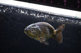 Ranchu  Green 3.5 Inch (ID#311R8c-55) Free2Day SHIPPING