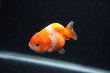 Baby Ranchu  Sakura 2.5 Inch (ID#1231R9c-25) Free2Day SHIPPING