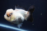 Short Body Thai Oranda  Panda 4.5 Inch (ID#1004To14a-47) Free2Day SHIPPING