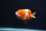 Baby Ranchu  Sakura 2.5 Inch (ID#1231R9c-25) Free2Day SHIPPING