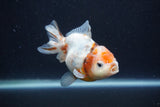 Yuan Bao Oranda  Calico 4 Inch (ID#1227Yb10b-65) Free2Day SHIPPING