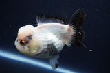 Short Body Thai Oranda  Panda 4.5 Inch (ID#1004To14a-47) Free2Day SHIPPING