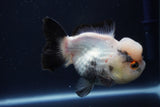 Short Body Thai Oranda  Panda 4.5 Inch (ID#1004To14a-47) Free2Day SHIPPING