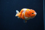 Baby Ranchu  Sakura 2.5 Inch (ID#1231R9c-25) Free2Day SHIPPING