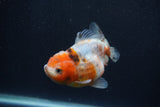 Yuan Bao Oranda  Calico 4 Inch (ID#1227Yb10b-65) Free2Day SHIPPING