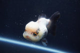 Short Body Thai Oranda  Panda 4.5 Inch (ID#1004To14a-47) Free2Day SHIPPING