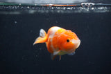 Baby Ranchu  Sakura 2.5 Inch (ID#1231R9c-25) Free2Day SHIPPING