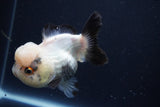 Short Body Thai Oranda  Panda 4.5 Inch (ID#1004To14a-47) Free2Day SHIPPING