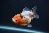 Yuan Bao Oranda  Calico 4 Inch (ID#1227Yb10b-65) Free2Day SHIPPING