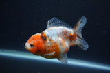 Yuan Bao Oranda  Calico 4 Inch (ID#1227Yb10b-65) Free2Day SHIPPING