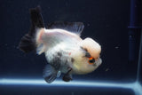 Short Body Thai Oranda  Panda 4.5 Inch (ID#1004To14a-47) Free2Day SHIPPING