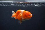 Baby Ranchu  Sakura 2.5 Inch (ID#1231R9c-25) Free2Day SHIPPING