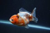 Yuan Bao Oranda  Calico 4 Inch (ID#1227Yb10b-65) Free2Day SHIPPING