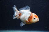 Yuan Bao Oranda  Calico 4 Inch (ID#1227Yb10b-65) Free2Day SHIPPING