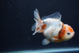 Yuan Bao Oranda  Calico 4 Inch (ID#1227Yb10b-65) Free2Day SHIPPING