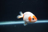 Baby Ranchu  Sakura 3 Inch (ID#1231R9c-26) Free2Day SHIPPING