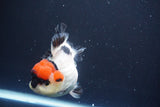 Short Body Thai Oranda  Tricolor 4.5 Inch (ID#830To14a-77). Please see notes