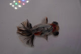 Butterfly  Calico 3.5 Inch (ID#1220B8b-39) Free2Day SHIPPING