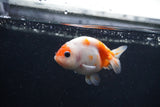 Baby Ranchu  Sakura 3 Inch (ID#1231R9c-26) Free2Day SHIPPING