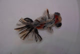 Butterfly  Calico 3.5 Inch (ID#1220B8b-39) Free2Day SHIPPING