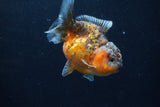 Yuan Bao Oranda  Calico 4 Inch (ID#1227Yb10b-66) Free2Day SHIPPING