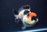 Short Body Thai Oranda  Tricolor 4.5 Inch (ID#830To14a-77). Please see notes