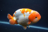 Jumbo Ranchu  Red White 5.5 Inch (ID#1008To10a-110)