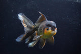 Thai Oranda  Tricolor 5.5 Inch (ID#924To2b-92) Free2Day SHIPPING