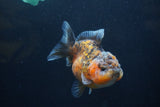 Yuan Bao Oranda  Calico 4 Inch (ID#1227Yb10b-66) Free2Day SHIPPING