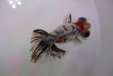 Butterfly  Calico 3.5 Inch (ID#1220B8b-39) Free2Day SHIPPING