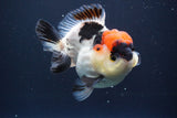 Short Body Thai Oranda  Tricolor 4.5 Inch (ID#830To14a-77). Please see notes